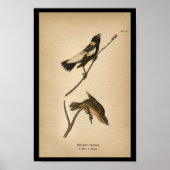 1890 Bird Print Reed-bird Bobolink Poster (Vorne)
