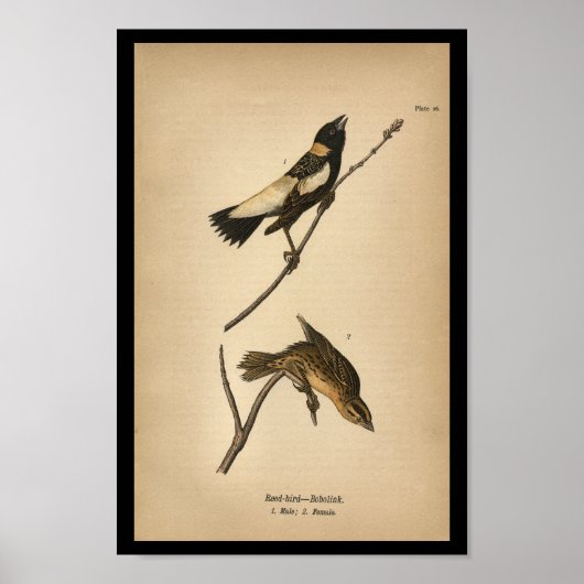 1890 Bird Print Reed-bird Bobolink Poster (Vorne)