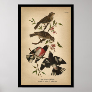 1890 Bird Print Rose gebrannter Grosbeak Poster