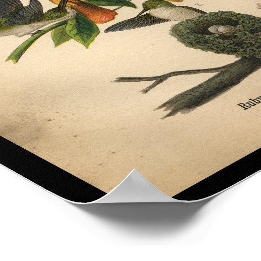 1890 Bird Print Ruby-throated Hummingbird Poster (Ecke)