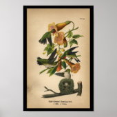 1890 Bird Print Ruby-throated Hummingbird Poster (Vorne)