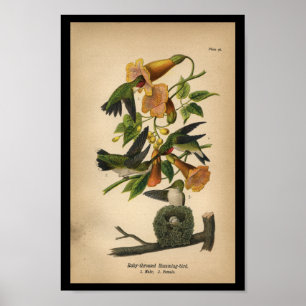 1890 Bird Print Ruby-throated Hummingbird Poster