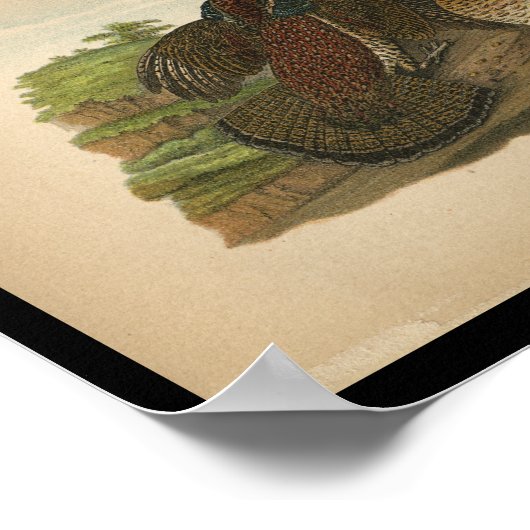 1890 Bird Print Ruffed Grouse Poster (Ecke)