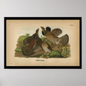 1890 Bird Print Ruffed Grouse Poster (Vorne)