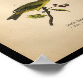 1890 Bird Print Scarlet Tanager Poster (Ecke)