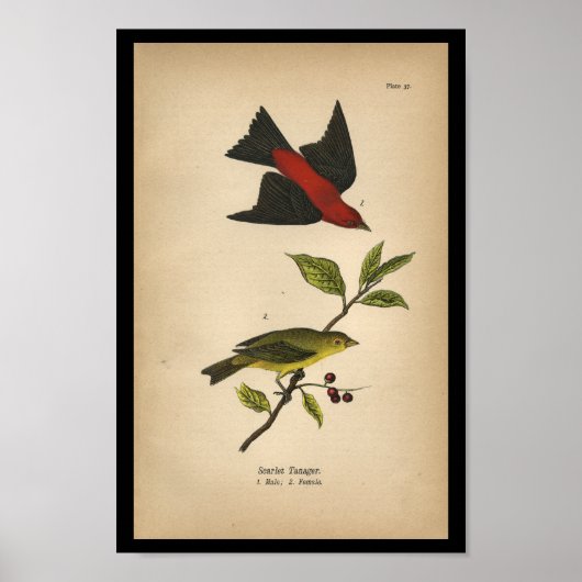 1890 Bird Print Scarlet Tanager Poster (Vorne)