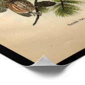 1890 Bird Print Screech Owls Poster (Ecke)