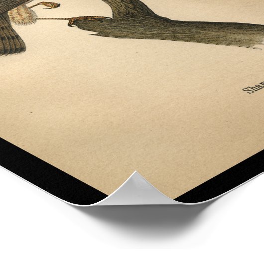 1890 Bird Print Sharp-shinned Hawk Poster (Ecke)