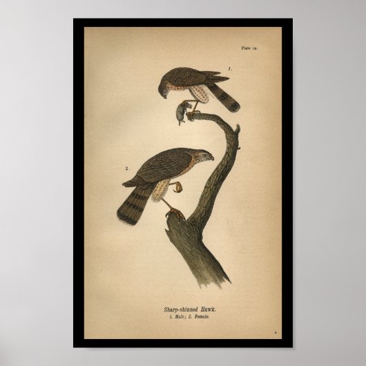 1890 Bird Print Sharp-shinned Hawk Poster (Vorne)