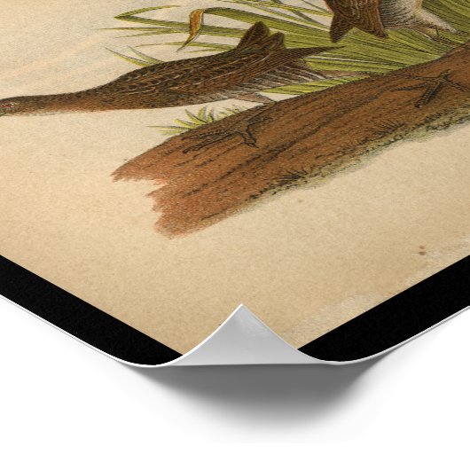 1890 Bird Print Sora Common Rail Poster (Ecke)