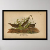 1890 Bird Print Sora Common Rail Poster (Vorne)