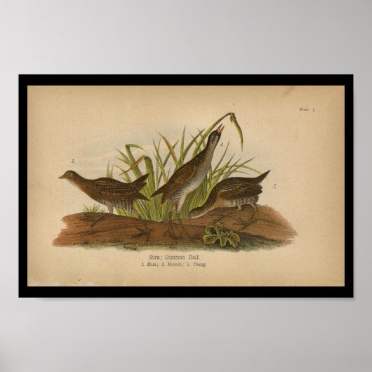 1890 Bird Print Sora Common Rail Poster (Vorne)