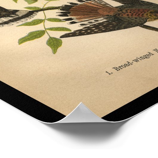 1890 Bird Print Sparrow Hawk Poster (Ecke)