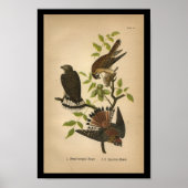 1890 Bird Print Sparrow Hawk Poster (Vorne)