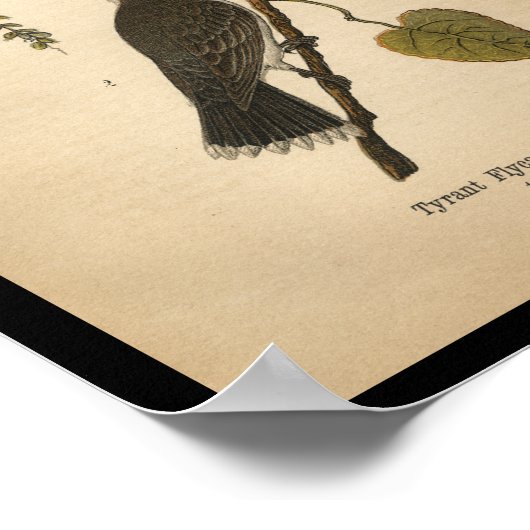 1890 Bird Print Tyrant Flycatcher Poster (Ecke)