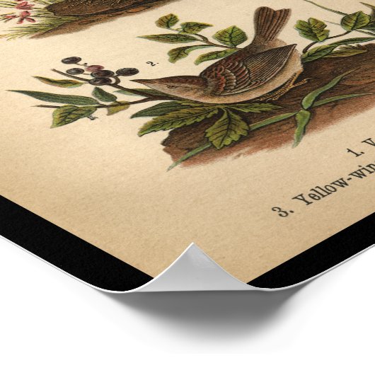 1890 Bird Print Vesper Sparrow Poster (Ecke)