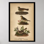 1890 Bird Print Vesper Sparrow Poster (Vorne)
