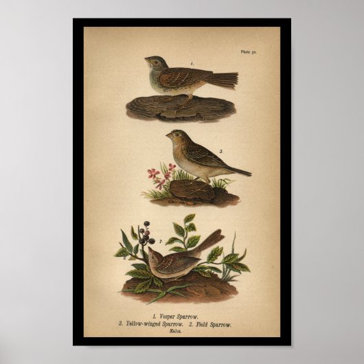 1890 Bird Print Vesper Sparrow Poster (Vorne)
