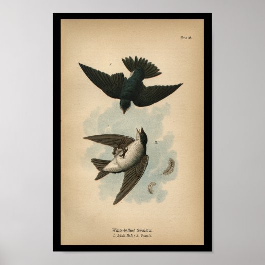 1890 Bird Print White-Blies Schwalbe Poster (Vorne)