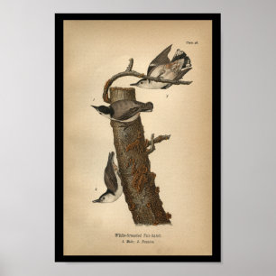 1890 Bird Print White-breasted Nut-hatch Poster