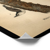 1890 Bird Print White Breasted Nut-Luch Poster (Ecke)