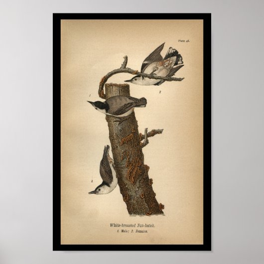 1890 Bird Print White Breasted Nut-Luch Poster (Vorne)