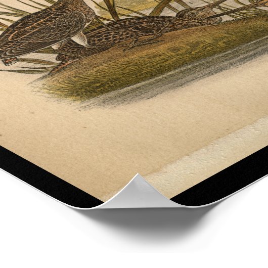 1890 Bird Print Wilsons Snipe Poster (Ecke)