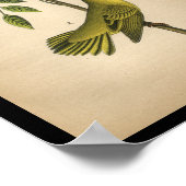 1890 Bird Print Yellow Warbler Poster (Ecke)