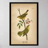 1890 Bird Print Yellow Warbler Poster (Vorne)