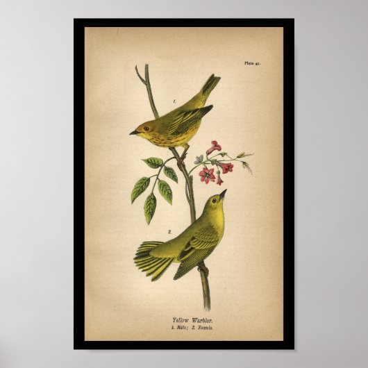 1890 Bird Print Yellow Warbler Poster (Vorne)