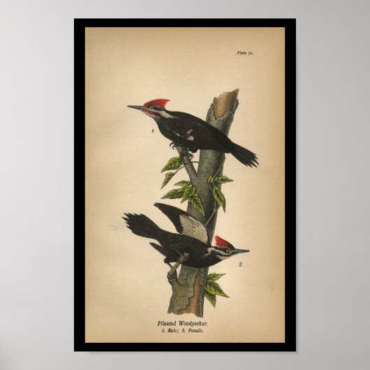 1890 Vogel-Print-Flecker Poster (Vorne)