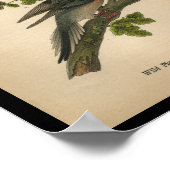1890 Vogel Print Mourning Dove Poster (Ecke)