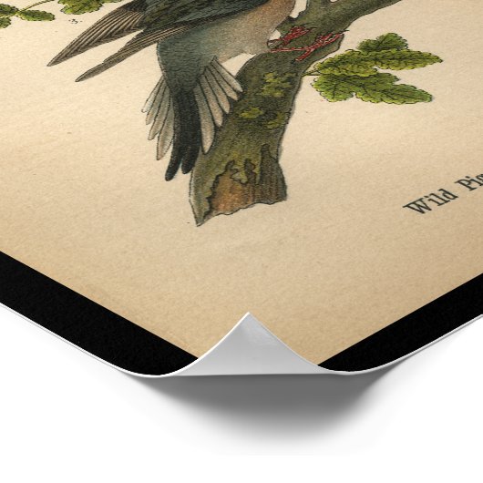 1890 Vogel Print Mourning Dove Poster (Ecke)