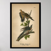 1890 Vogel Print Mourning Dove Poster (Vorne)