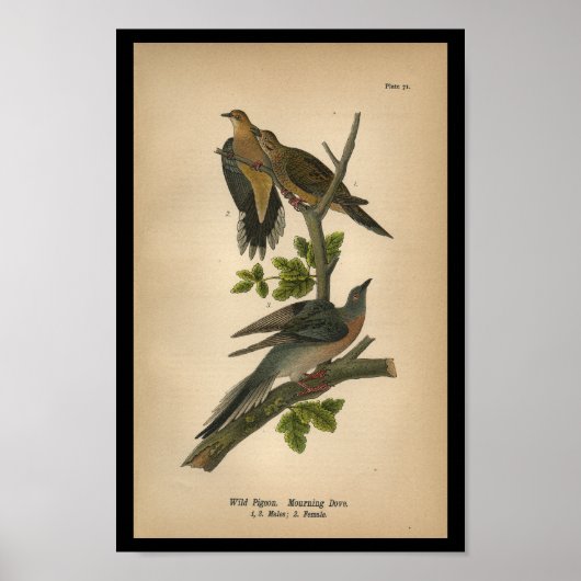 1890 Vogel Print Mourning Dove Poster (Vorne)