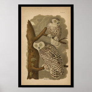 1890 Vogel Print Snowy Owl Poster