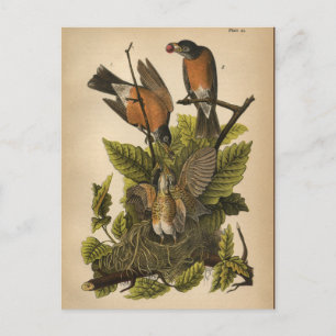 1890 Vogel-Rotkehlchen-Postkarte Postkarte