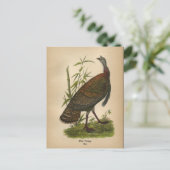 1890 Vogel Wildtruthahn Postkarte (Stehend Vorderseite)