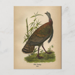 1890 Vogel Wildtruthahn Postkarte