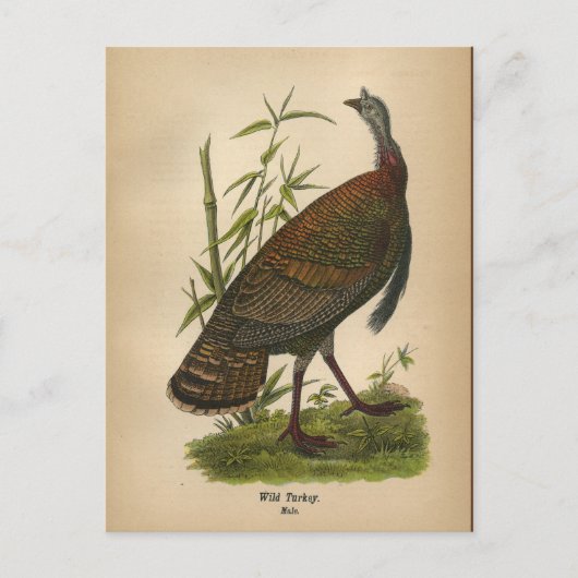 1890 Vogel Wildtruthahn Postkarte (Vorderseite)