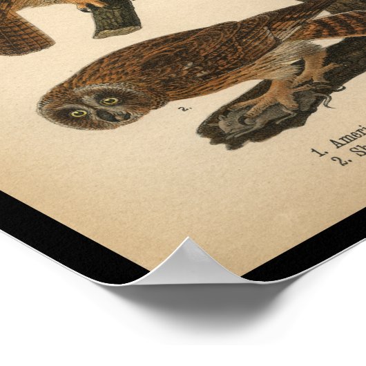 1890 Vogelausdruck Poster (Ecke)