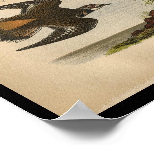 1890 VogeldruckKiller Poster (Ecke)