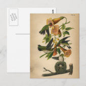 1890 Vogelpostkarte Rubinkehlkolibri Postkarte (Vorne/Hinten)