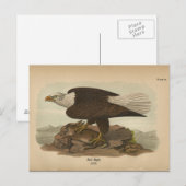 1890 Weißkopfseeadler Postkarte (Vorne/Hinten)