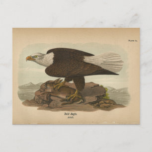1890 Weißkopfseeadler Postkarte