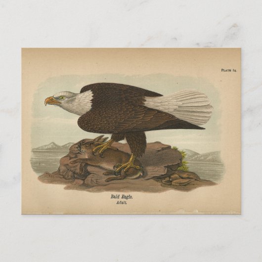 1890 Weißkopfseeadler Postkarte (Vorderseite)