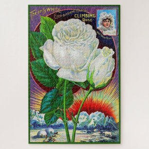1890s rose catalog illustration White Rose Puzzle