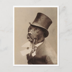 1894 Altes Hunde-Foto Hamburg Deutschland Restauri Postkarte