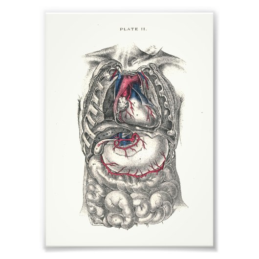 1895 Anatomie Druckherz Fotodruck (Vorne)
