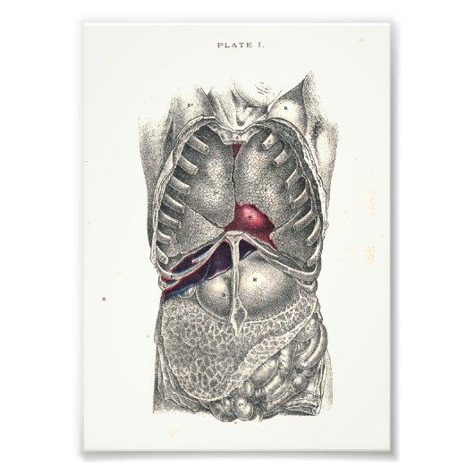 1895 Human Anatomy Print Abdomen Fotodruck (Vorne)